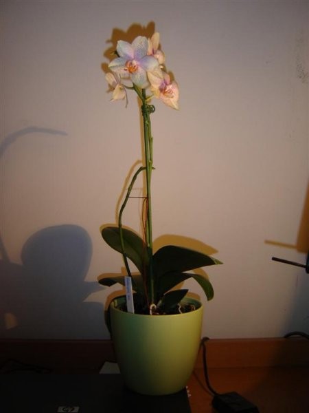 Phalaenopsis #10 - dobila za rojstni dan