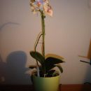 Phalaenopsis #10 - dobila za rojstni dan