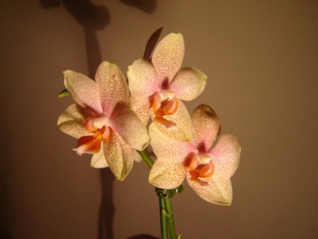 Phalaenopsis #10