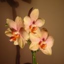 Phalaenopsis #10