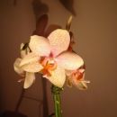 Phalaenopsis #10
