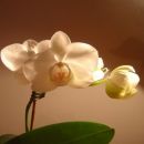 Phal mini ponovno cveti