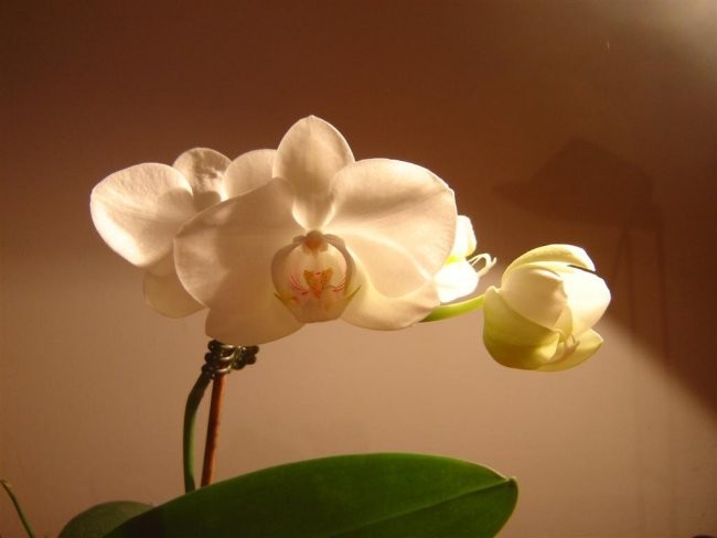 Phal mini ponovno cveti