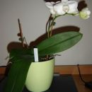 Phal mini ponovno ovit v cvetove