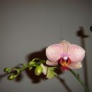 Phal Wild Delight ponovno cveti