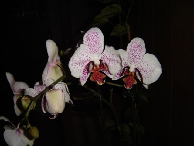 Phalaenopsis #11 (Hofer)
