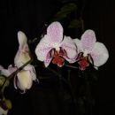 Phalaenopsis #11 (Hofer)
