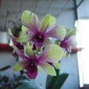 Dendrobium #5
