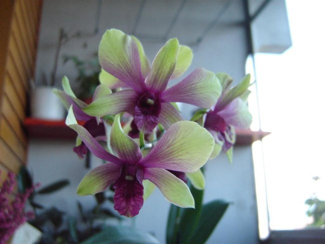 Dendrobium #5