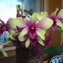 Dendrobium #5