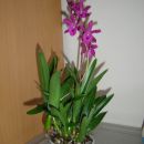 Epc. Middleburg 'Maj' (C. Bactia x Epi. phoenicium)
