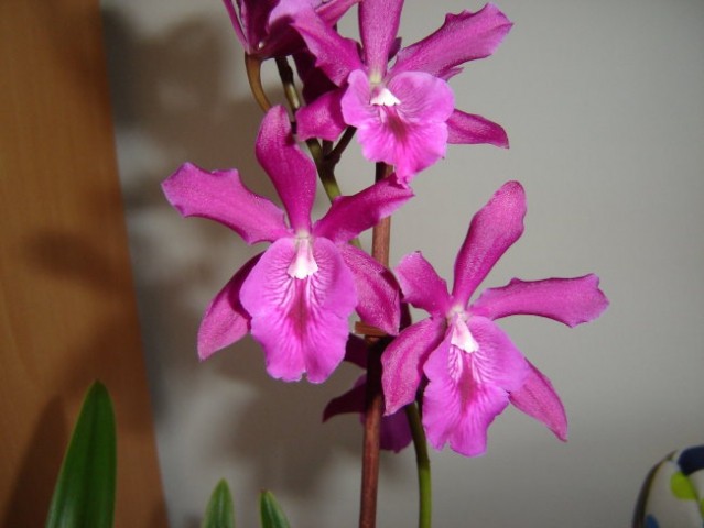 Epc. Middleburg 'Maj' (C. Bactia x Epi. phoenicium)