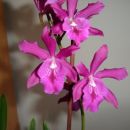Epc. Middleburg 'Maj' (C. Bactia x Epi. phoenicium)