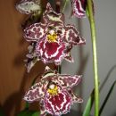 Vuystekeata Cambria