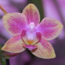 Mini phal (premer cveta 4cm)