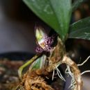 Bulbophyllum macranthum
