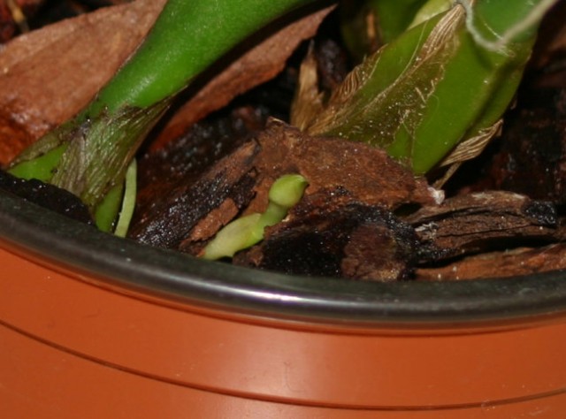 Bulbophyllum pulchellum