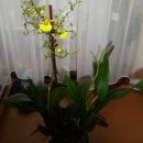 Oncidium Sweet Sugar