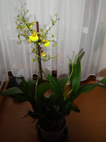 Oncidium Sweet Sugar