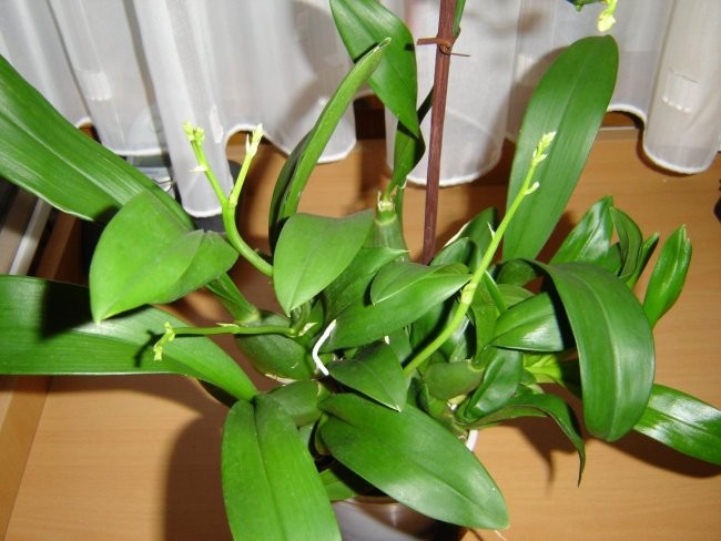 Psevdobulbe