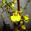 Oncidium Sweet sugar