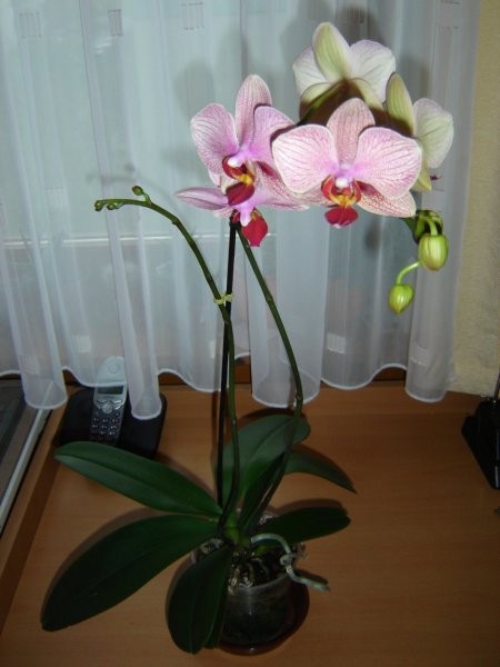 Phalaenopsis Wild delight