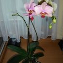 Phalaenopsis Wild delight