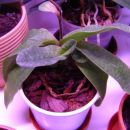 Paphiopedilum ki sem ga pred kratkim kupila odcvetelega