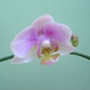 Phal #2