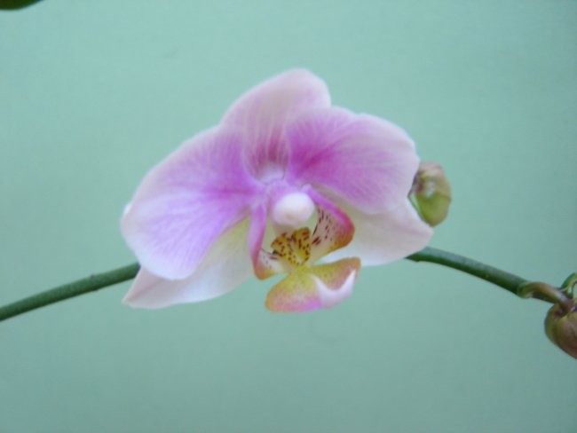 Phal #2