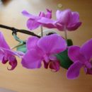 Phalaenopsis #3
