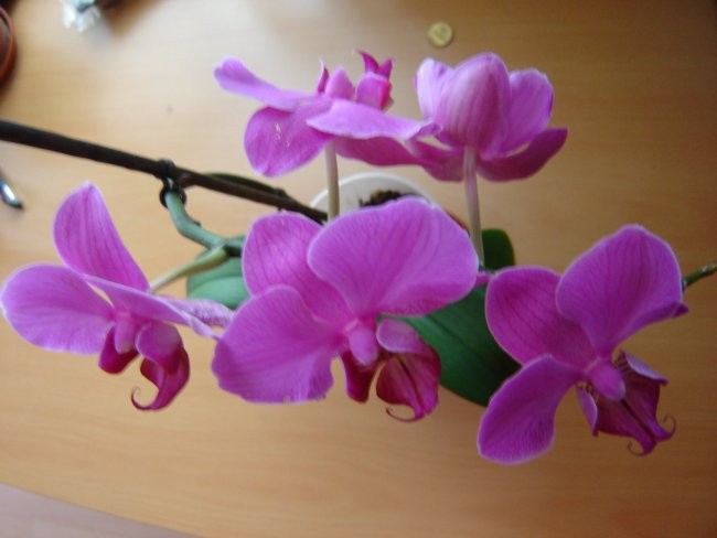Phalaenopsis #3