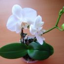 Mini bel phal