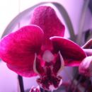 Phalaenopsis #4