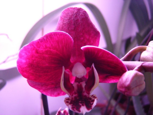 Phalaenopsis #4
