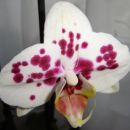 Phalaenopsis #5