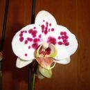 Phalaenopsis #5