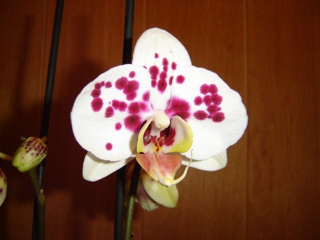 Phalaenopsis #5