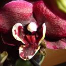 Phalaenopsis #4