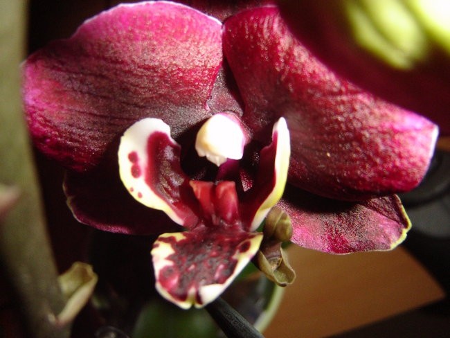 Phalaenopsis #4