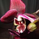 Phalaenopsis #4