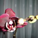 Phalaenopsis #4