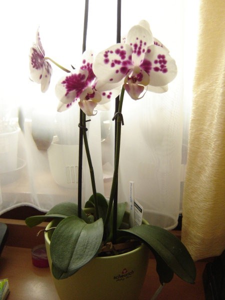 Phalaenopsis #5