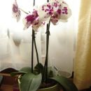 Phalaenopsis #5