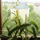 Oncidium Golden Aniversary