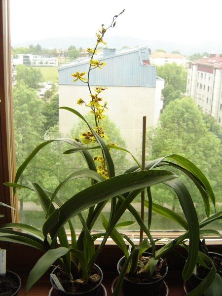 Oncidium Golden Aniversary