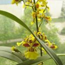 Oncidium Golden Aniversary