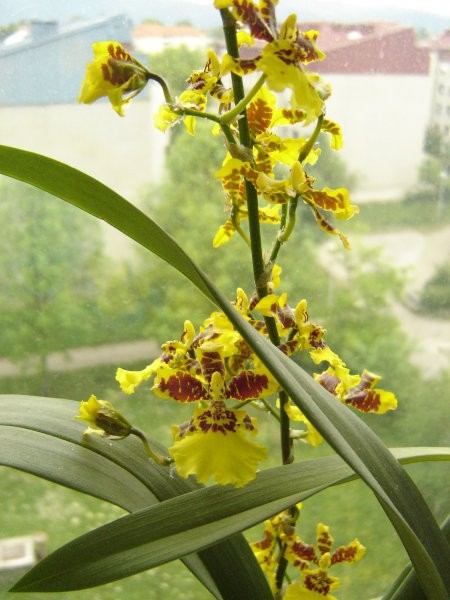 Oncidium Golden Aniversary
