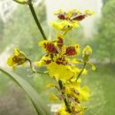 Oncidium Golden Aniversary