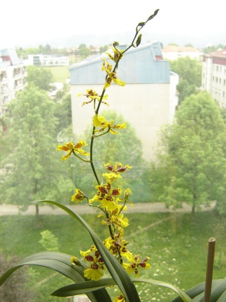 Oncidium Golden Aniversary